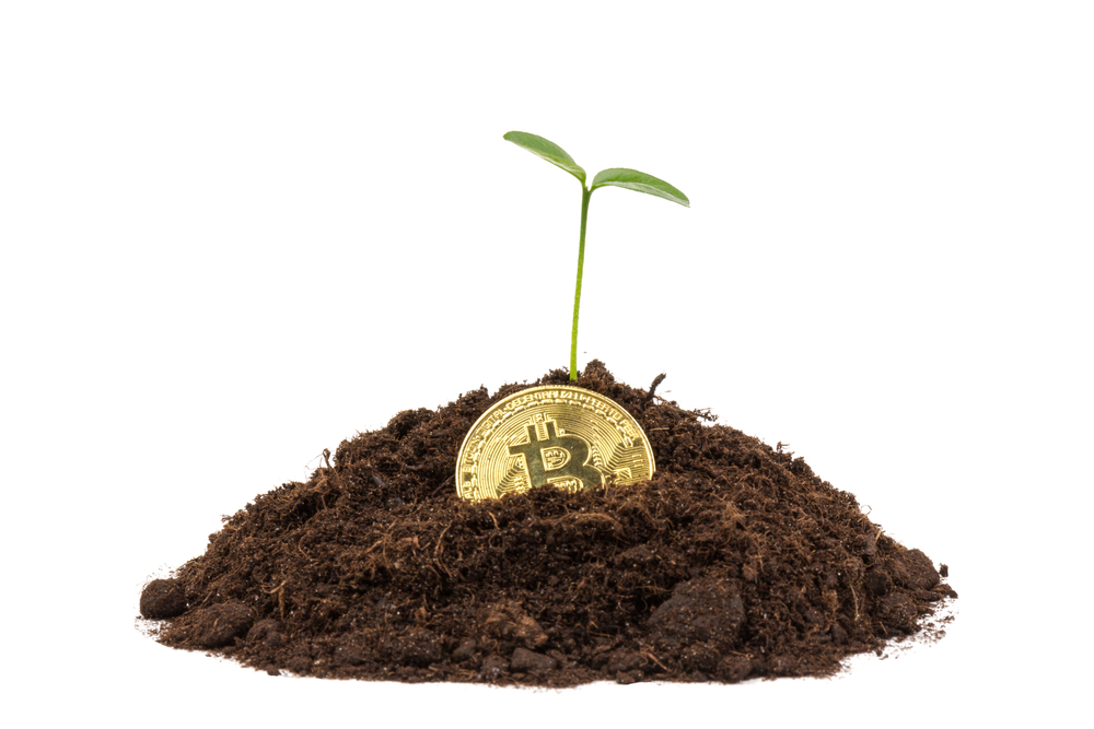 Bitcoin no solo com uma planta jovem.